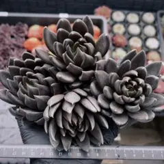 ✿パンダ✿様 リクエスト 2点 まとめ商品