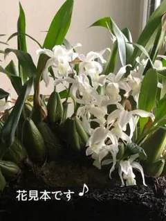 セロジネインターメデイア 新芽も１本出てきています♪ 今地上約14㎝位 セ−⑩のサムネイル