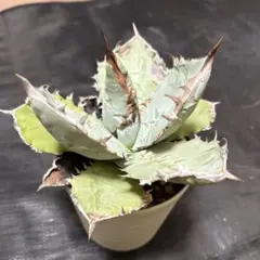 2026年最新】アガベ チタノタブルーの人気アイテム - メルカリ