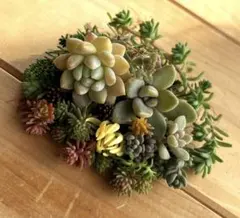 多肉植物　カット苗セット　A