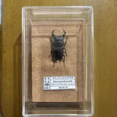 2025年最新】オオクワガタ標本の人気アイテム - メルカリ