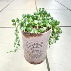 多肉植物 抜き苗 No.1343　斑入りグリーンネックレス　リメ缶ごと発送