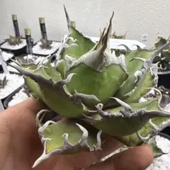 2026年最新】Agave dennisの人気アイテム - メルカリ