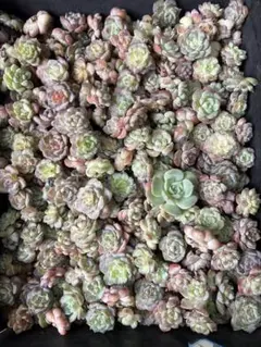 8*1様 海*マ様 韓国苗 雑交新種 多肉植物寄せ植えセットカット苗詰め合わせ
