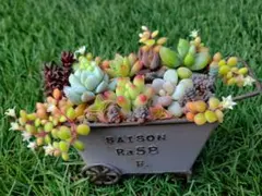 【多肉植物】寄せ植え カット苗セット q2