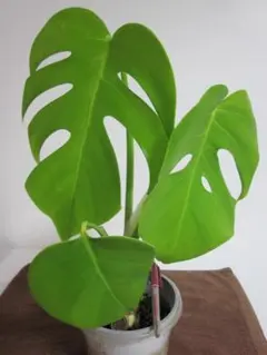 斑入りモンステラWhite Tigar【ボルシギアナ種】：茎伏せ成功苗のサムネイル