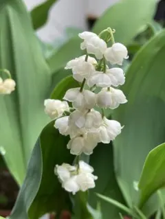 2026年最新】すずらん 苗の人気アイテム - メルカリ