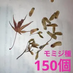 kaede様 リクエスト 2点 まとめ商品