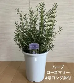 ☘️フレンチラベンダー☘️ザ・プリンセス＆クリスタルフィン