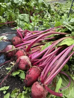 信州産ビーツ】5kg 【有機肥料使用・化学農薬不使用】 - メルカリ
