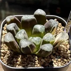 鯖*！様 ハオルチア　王蟲　葉挿し苗セット 6/25まで限定出品‼️ハオルチア 王蟲 葉挿し苗 - メルカリ