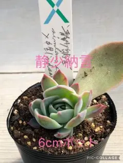 f③様 リクエスト 2点 まとめ商品