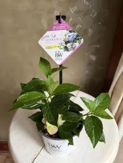 ラグランジア　オーロランジュ　ベビー苗　花付きのサムネイル