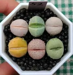 多肉植物リトープス/コノフィツム/メセン　春桃玉、幻玉　カラフルセット　S52