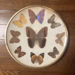 2026年最新】蝶 標本 ブラジルの人気アイテム - メルカリ