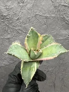 2026年最新】白鯨錦の人気アイテム - メルカリ