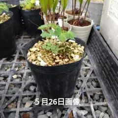 山野草 色丹島固有種 カタオカソウ 12B - メルカリ