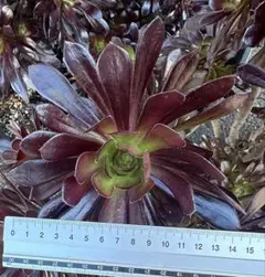 26#多肉植物アエオニウム錦❤️銅花順錦❤️1大頭2子芽13cm拔き苗
