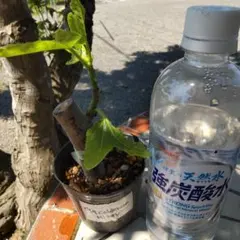 ま イチジク Cardenillo de miner苗のサムネイル