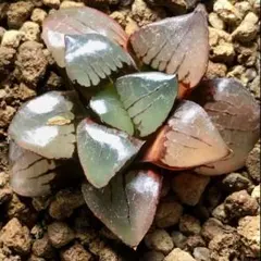 多肉植物　ハオルチア トロピカルナイト錦　極上斑　超美品のサムネイル