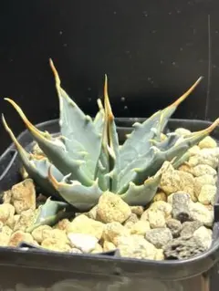 アガベ　ユタエンシス　エボリスピナ 鉢ごと　実生のサムネイル