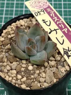 6.蛙の音 抜き苗 ミックスベリア おらいさん苗 多肉植物 - メルカリ