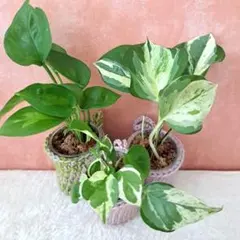 SAENO☆様 リクエスト 2点 まとめ商品