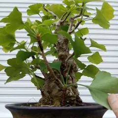 盆栽 銀杏 幹の太さと瘤が魅力 - メルカリ