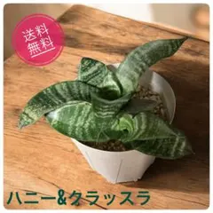 2025年最新】サンスベリア抜き苗の人気アイテム - メルカリ