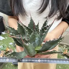 H*o様 アガベ チタノタ「海王」荒々白縁 強棘鋭牙 厚葉ワイルド 三頭群生 和*平様 アガベ チタノタ「海王」三頭群生 荒々白縁 強棘鋭牙 厚葉