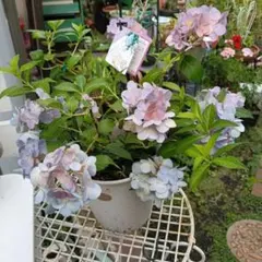 PW ラグランジア オーロランジュ 鉢花のサムネイル