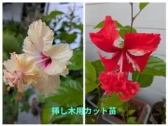 ハイビスカス オレンジフラミンゴとレッドフラミンゴ 挿し木用カット苗