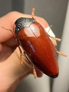 ひらた様専用 昆虫標本 - メルカリ