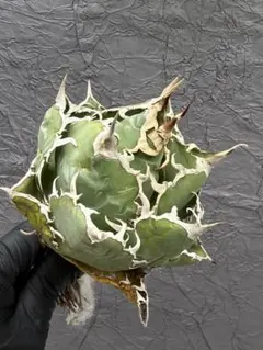 アガベ チタノタ Agave titanota ビルベイカー株 子株 #2-6 - メルカリ