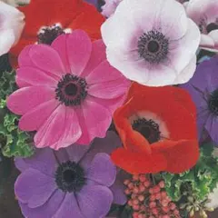 乃木坂46 Same numbers 生写真 森平麗心 セミコンプ チュウ ヒキ