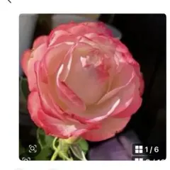 バラ大株 B 野薔薇 ノイバラ ピンク × 白グラデーション小花 抜き苗