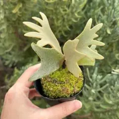 2026年最新】JeNny tcの人気アイテム - メルカリ