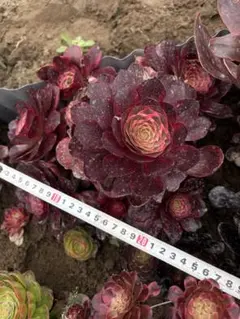 169 香妃錦 群生 アエオニウム 多肉植物 抜き苗 - メルカリ