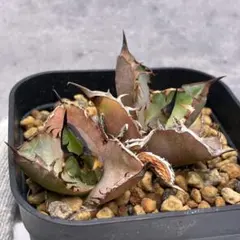 アガベ　オテロイ　実生選抜　強棘　チタノタ　サボテン　台湾　オアハカ　特選 Amazon.co.jp: アガベ オテロイ 実生選抜 強棘 チタノタ