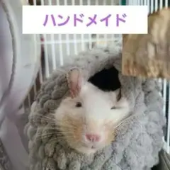 Item thumbnail for item dd42f69d-ca49-48ba-accc-70ed7dafe625