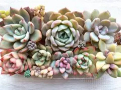 多肉植物 カット苗詰め合わせ 寄せ植えセット 《68》 エケベリア 多肉弁当