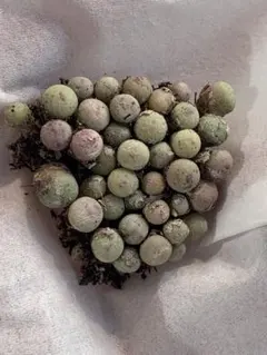 はにもぐ(発送時ニックネーム苗名必須)様 リクエスト 2点 まとめ商品