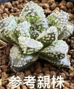 6/25まで限定出品‼️ハオルチア 王蟲 葉挿し苗 - メルカリ