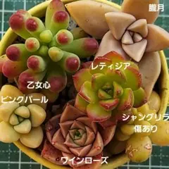 ワインローズ　乙女心　レティジア　ピンクパール　カット苗　多肉植物