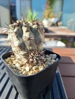 黒王丸　実生　台付 2025年最新】黒王丸 実生の人気アイテム - メルカリ