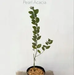 春 pearl acacia パールアカシア ⑥ 苗 ミモザ パールアカシア