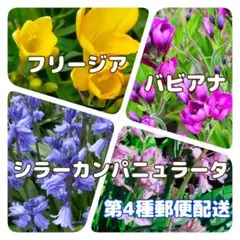 ④ 春咲き球根セット　フリージア　バビアナ　シラーカンパニュラータ　✵第4種郵便のサムネイル