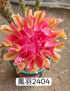46鳳羽 2404 　入手困難新品種　花サボテンエキノプシス属　花10-12cmのサムネイル