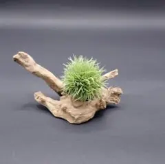 2026年最新】チランジア テディベアの人気アイテム - メルカリ