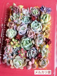 多肉弁当 寄せ植えセット 詰め合わせ カット苗